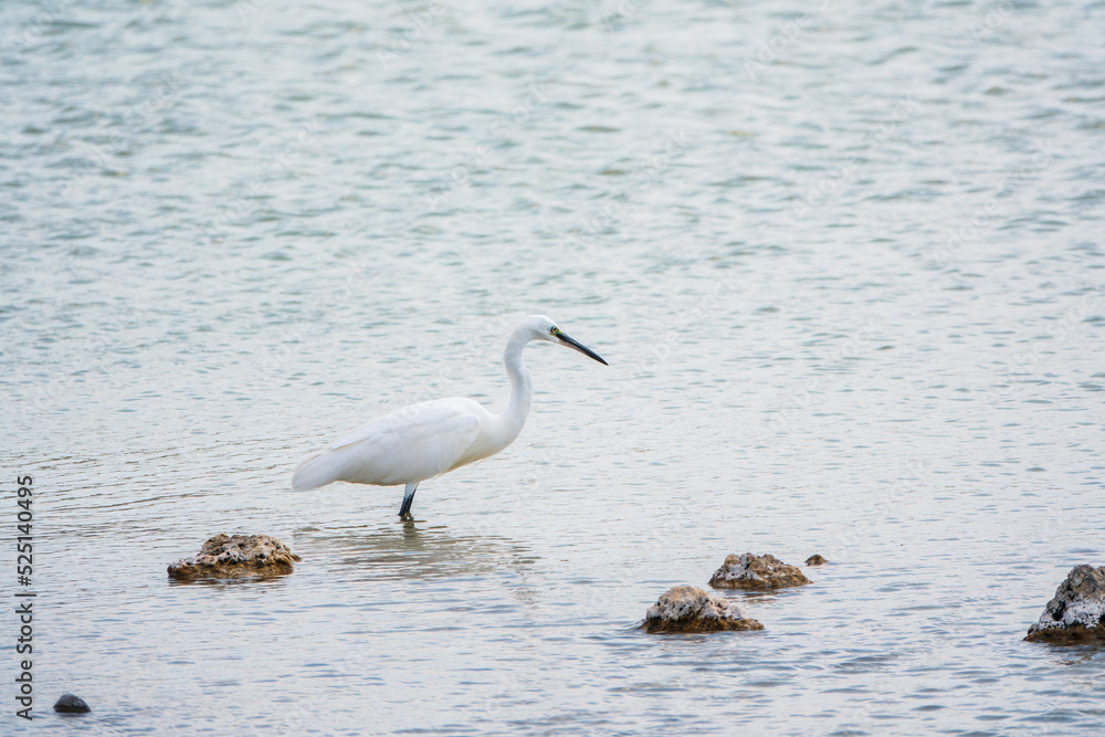 The small white heron or Little egret stands in the lake The small white heron or Little egret stands in the lake