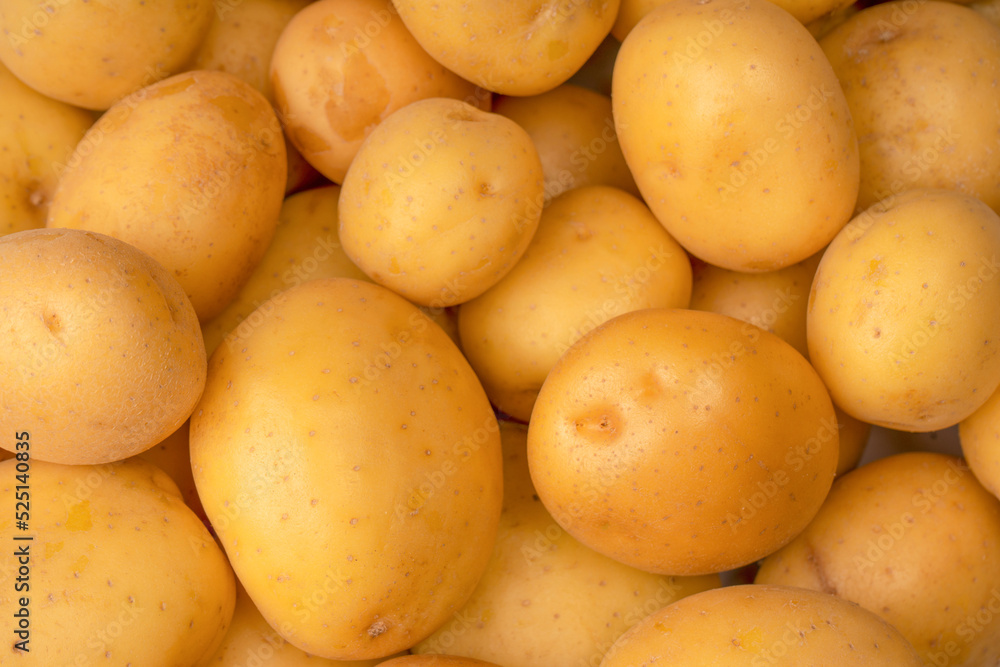 A group of fresh tasty potato as background. A group of fresh tasty potato as background.