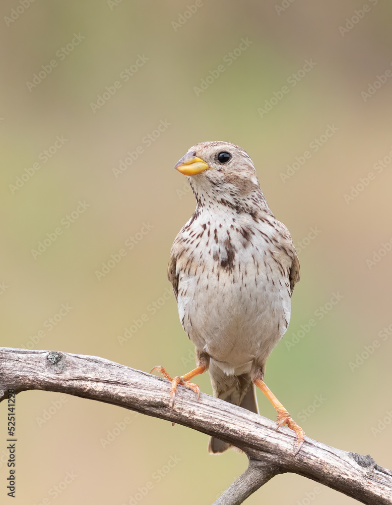 Corn bunting, Emberiza calandra. A bird sits on a dry branch on a beautiful blurry background Corn bunting, Emberiza calandra. A bird sits on a dry branch on a beautiful blurry background