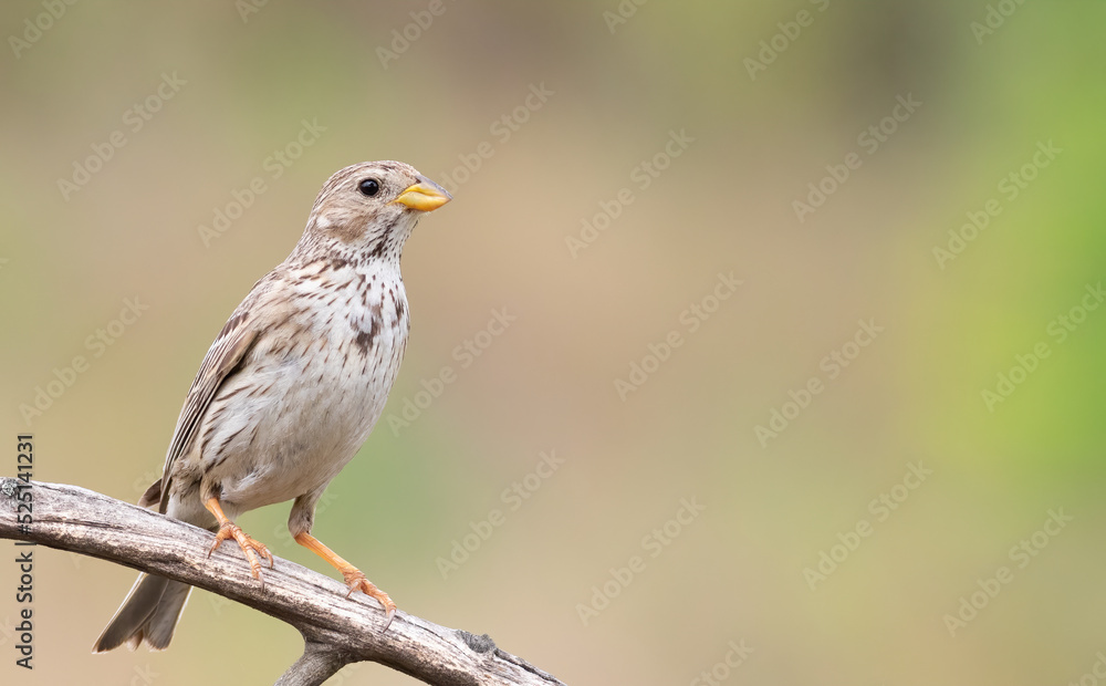 Corn bunting, Emberiza calandra. A bird sits on a dry branch on a beautiful blurry background Corn bunting, Emberiza calandra. A bird sits on a dry branch on a beautiful blurry background