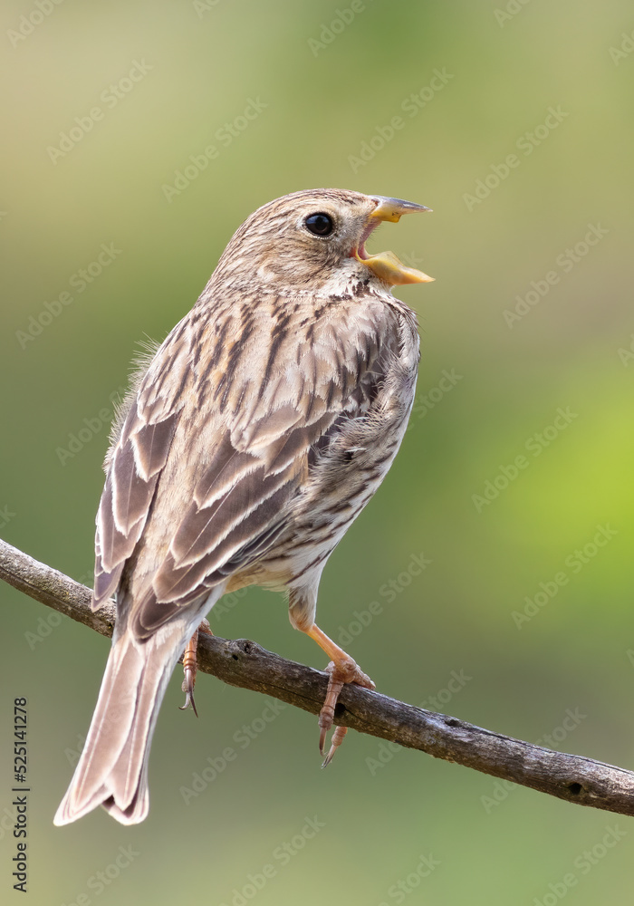 Corn bunting, Emberiza calandra. The male sings while sitting on a branch Corn bunting, Emberiza calandra. The male sings while sitting on a branch