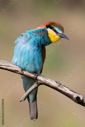 European bee-eater, Merops apiaster. Close-up of the bird against a beautiful blurred background