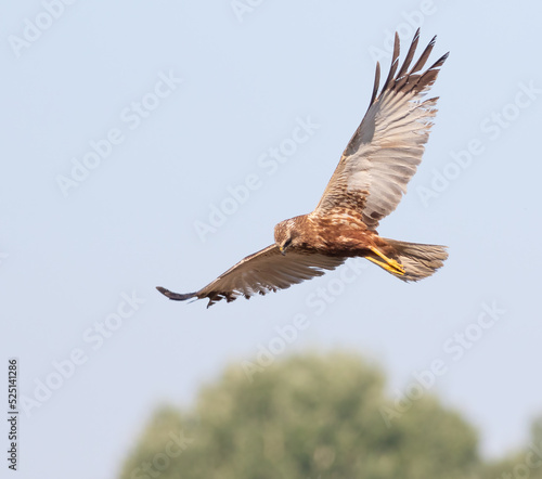 Western marsh harrier, Circus aeruginosus. A bird flies over the river reeds in search of prey © Юрій Балагула