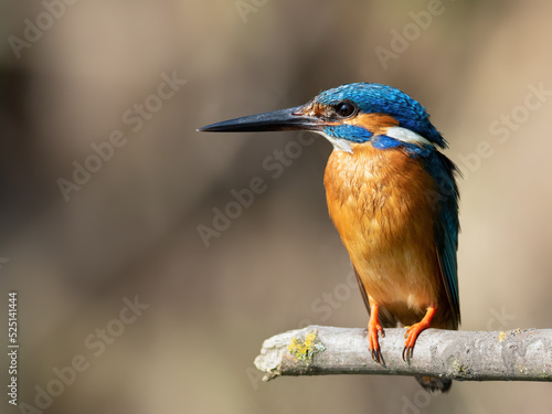 Сommon kingfisher, Alcedo atthis. The male sits on a branch above the river