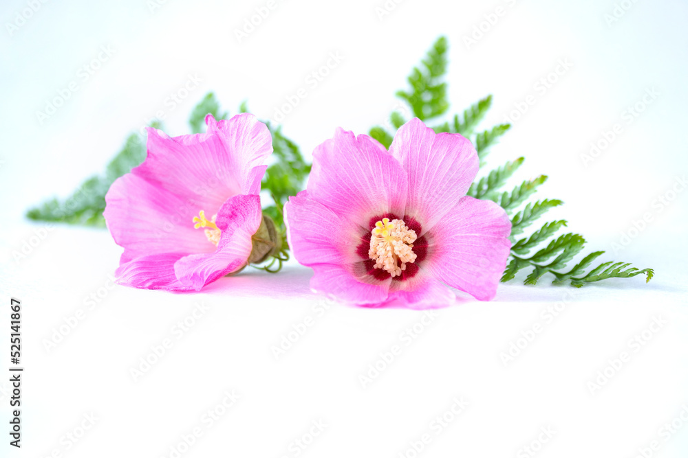 ピンクの美しい芙蓉の花のブーケ（白バック）