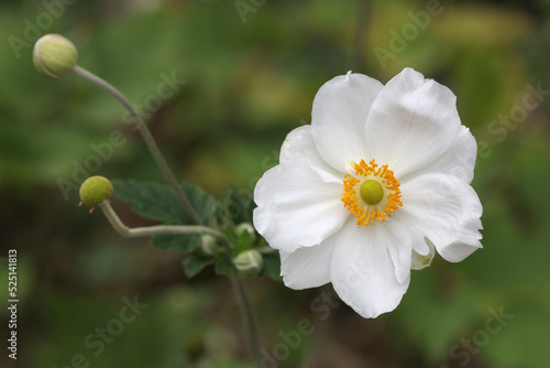Delicate white flower Japanese Anemone Honorine Jobert