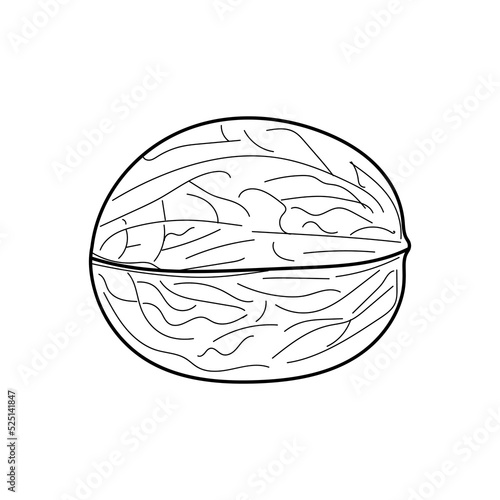 Linear Walnut. Hand-drawn in black outline Walnut, ink vector drawing isolated on a white background