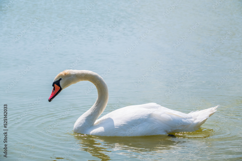 Graceful white Swan swimming in the lake, swans in the wild. Portrait of a white swan swimming on a lake. Graceful white Swan swimming in the lake, swans in the wild. Portrait of a white swan swimming on a lake.