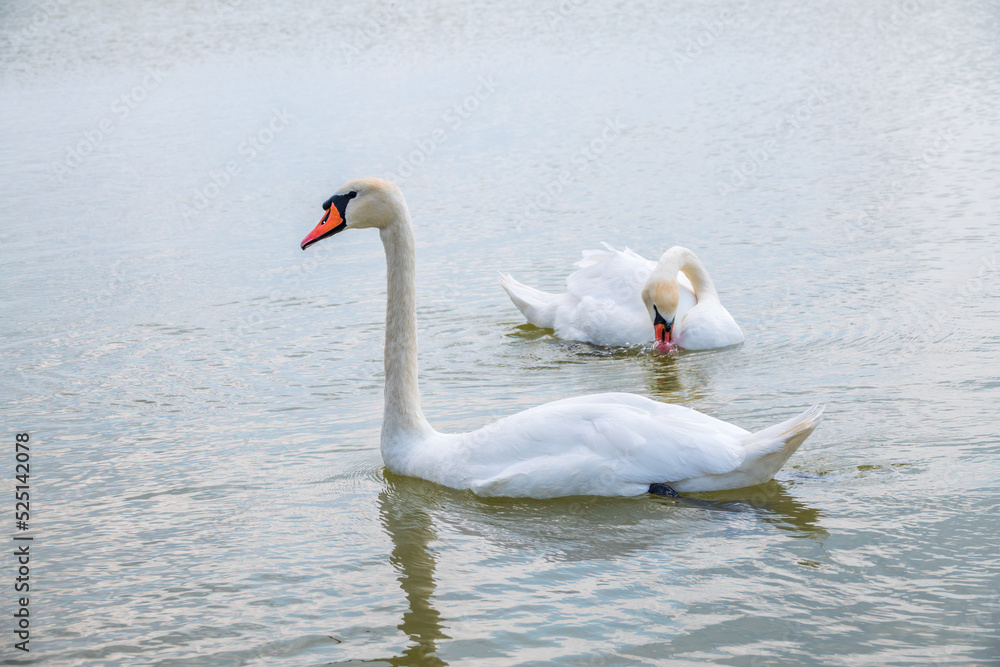 Fototapeta premium Two Graceful white Swans swimming in the lake, swans in the wild