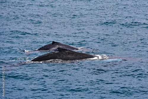 Southern humpback whales-Megaptera novaeangliae australis in Moreton Bay. Brisbane-Australia-125