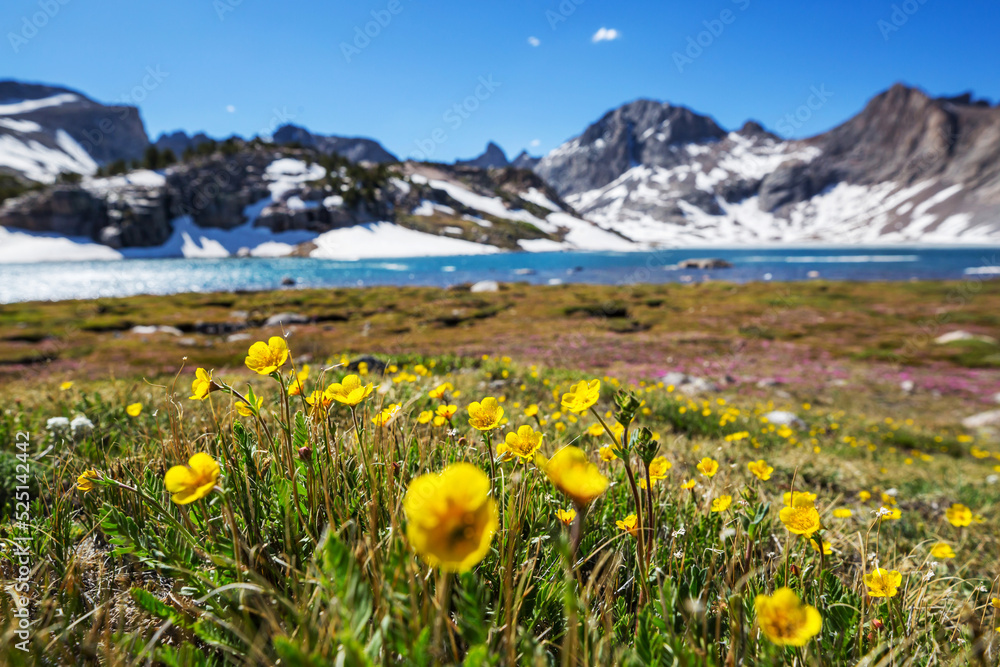 Obraz premium Mountains meadow