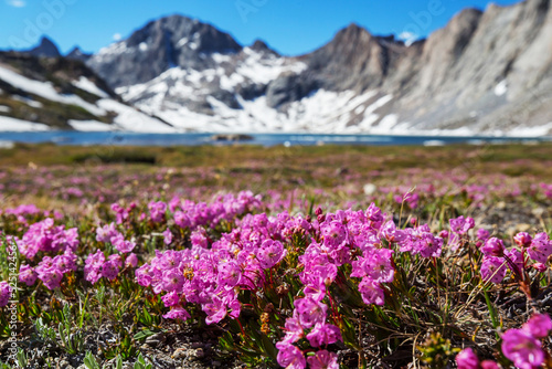 Mountains meadow