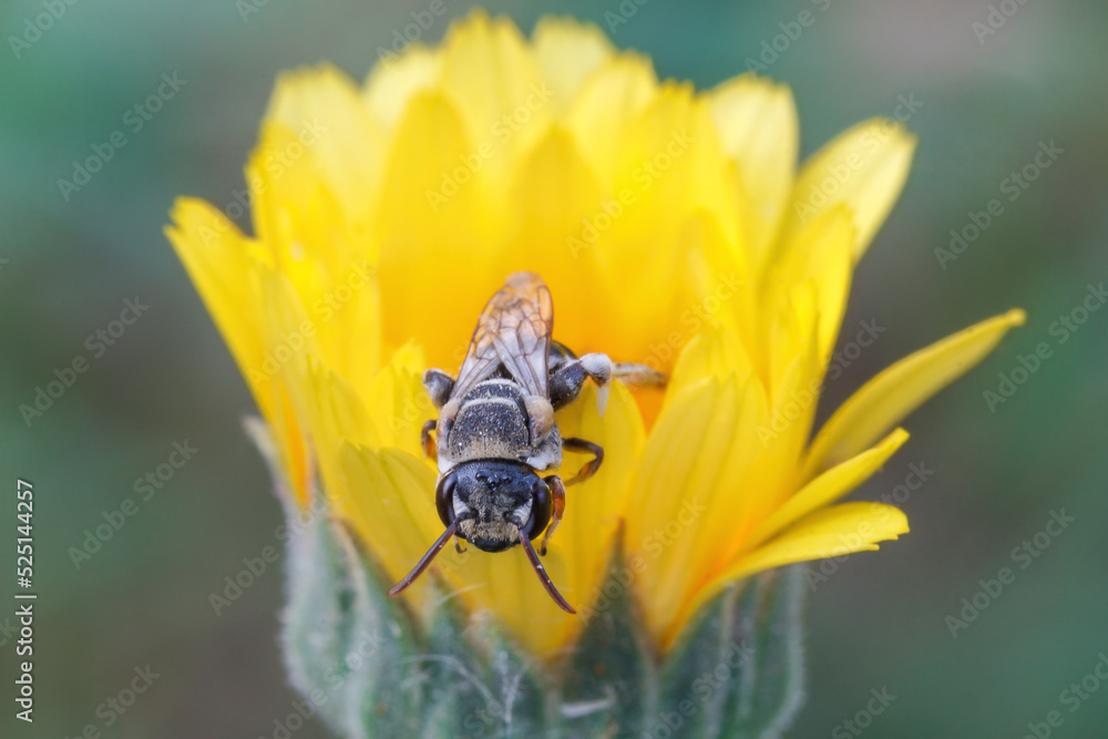 Close Up Look A Bee On A Flower Close Up Look A Bee On A Flower