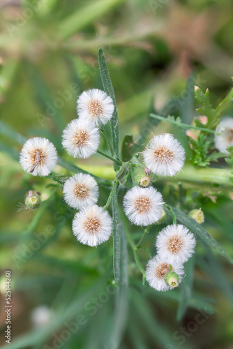 Bunch Of Small Flower Over Blur Garden Background