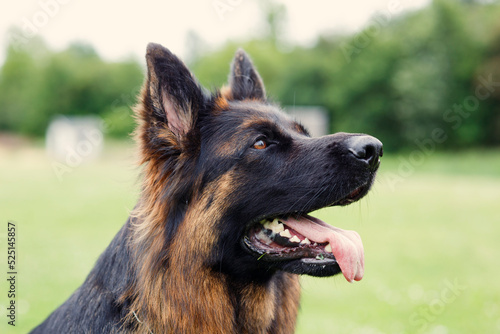 Εκτύπωση καμβά german shepherd dog on grass