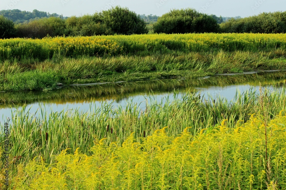 green banks of the river from reeds and other grass green banks of the river from reeds and other grass