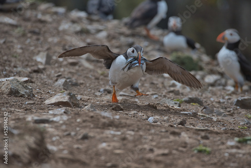 Atlantic puffin with sand eels in it's beak racing towards it's burrow, before the Gulls can steal them.