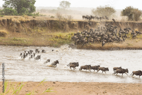 Canvas Print herd of wildebeest crossing the Mara river on the border between Tanzania and ke