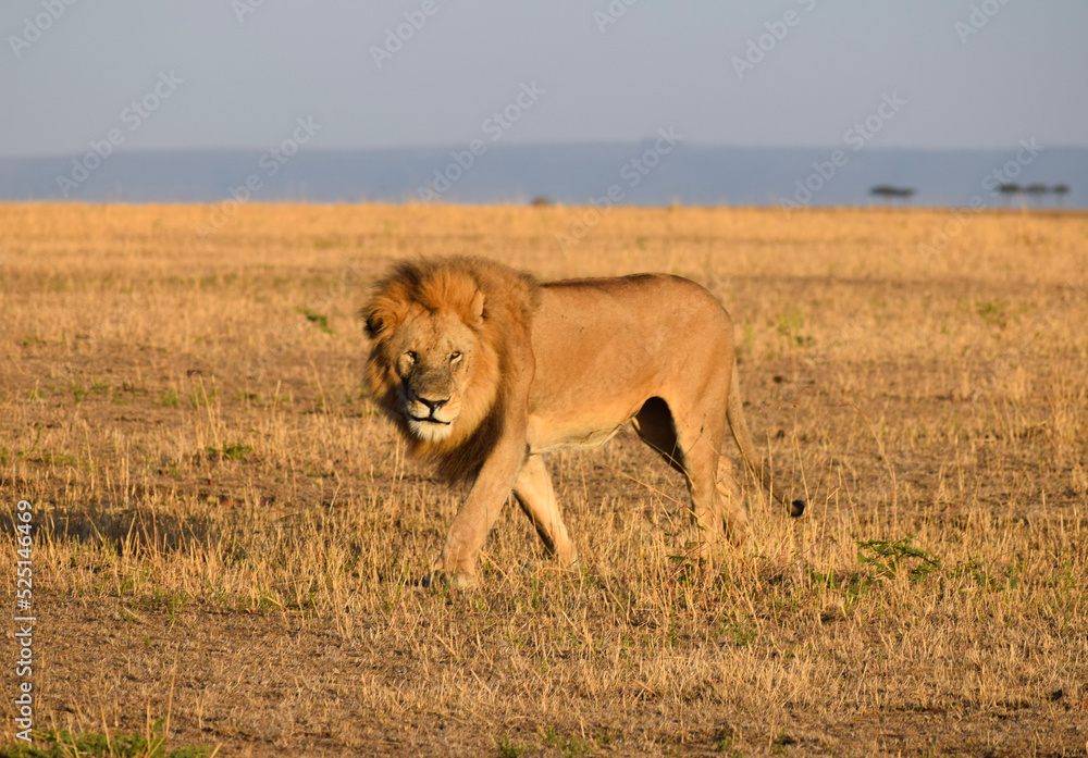 Large male lion patrolling territory in the Serengeti, Tanzania - obrazy, fototapety, plakaty 