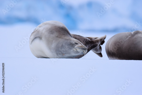 Closeup of a crabeater seal resting and stretching on the ice in Antarctica  photo