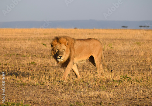 Large male lion patrolling territory in the Serengeti  Tanzania