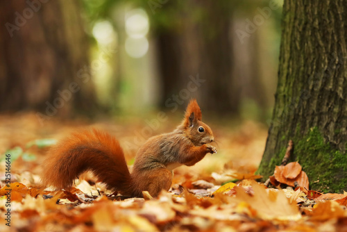 Close up of a cute Red Squirrel   Sciurus vulgaris feeding on the ground. Taken in a forest in Czech republic. Beautifull wildlife scene