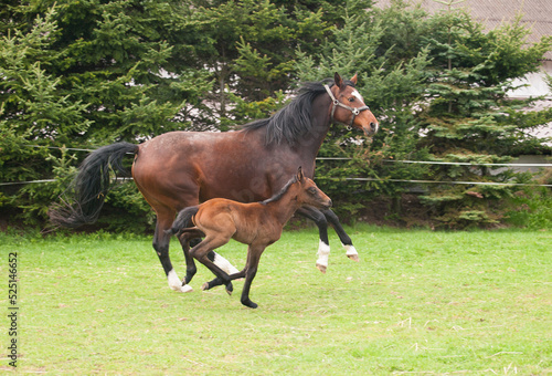 Brown mare and foal of horses breed for showjumping on meadow in summer day