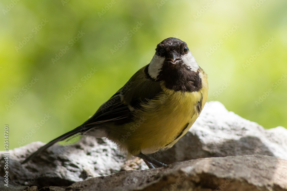 Obraz premium A great tit posed looking at the camera in the twilight.