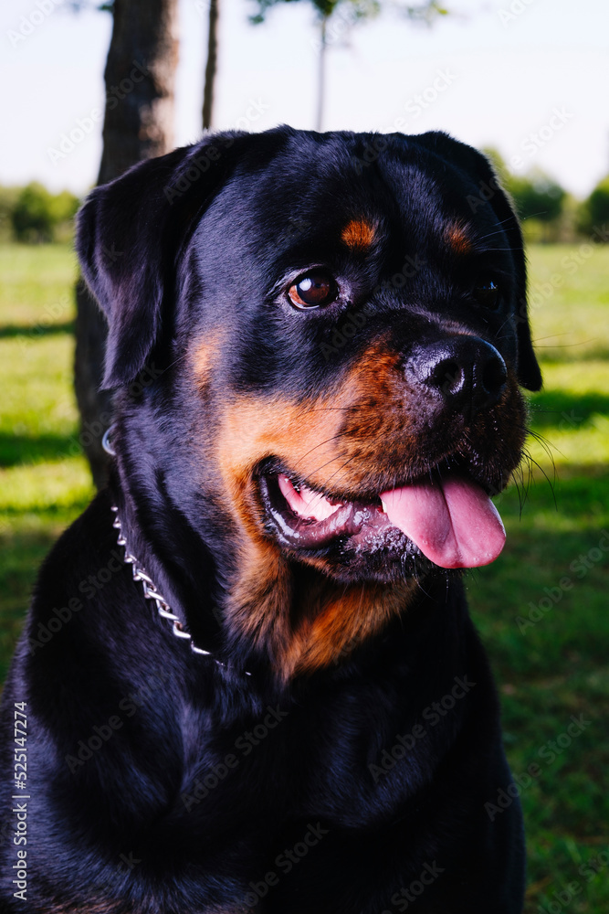 Rottweiler sitting on the grass with his tongue out.