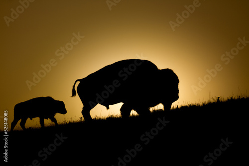 Bison Bull and Calf silhoette on a ridge around sunset © Dennis Laughlin