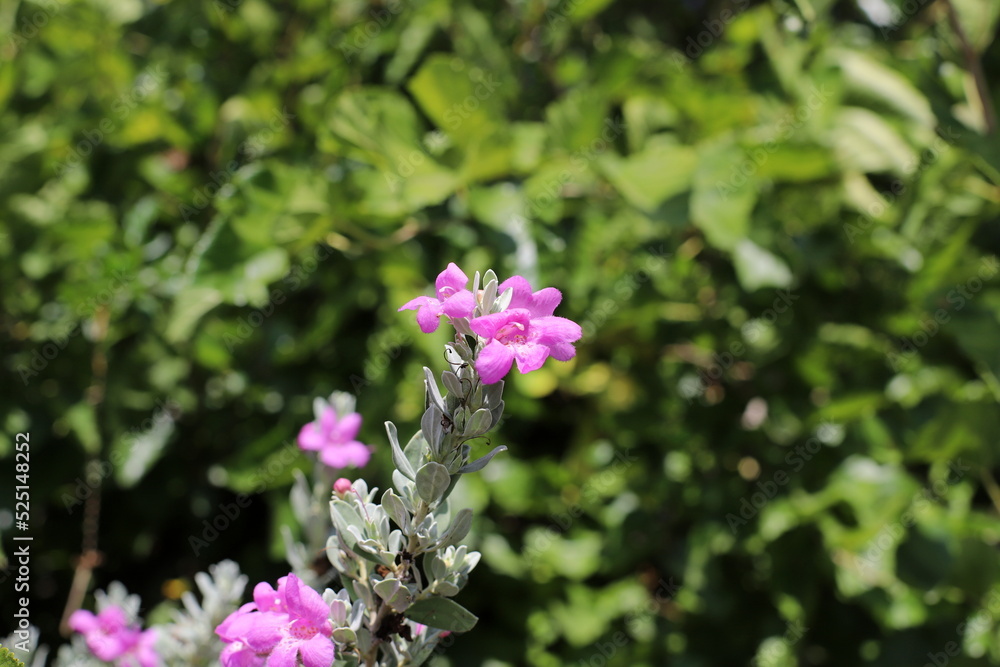 Summer flowers in a city park in northern Israel. Summer flowers in a city park in northern Israel.