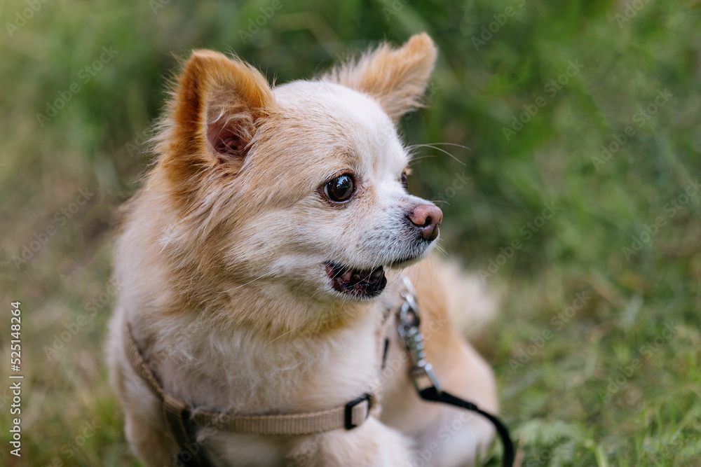 Portrait of a small dog of the Chihuahua breed with a surprised look