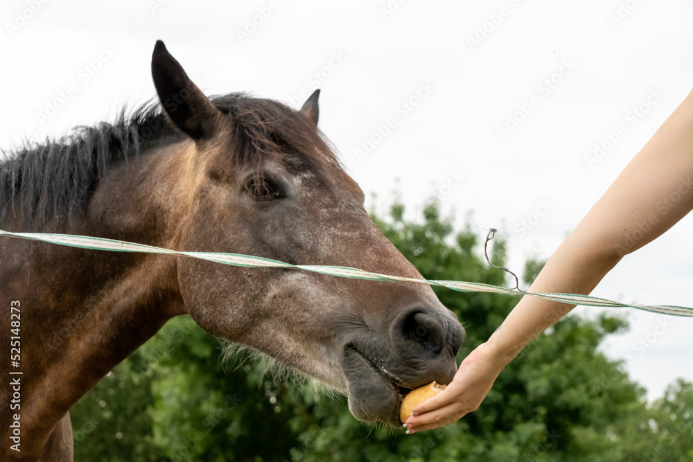 Fototapeta premium cheval, animal, âne, ferme, gazon, brun, nature, champ, mammifère, poulain, poney, sauvage, alpage, tête, cheval, domestique, chevalin, vert, mulet, portrait, animal, prairie, agricultura, bébé, rural