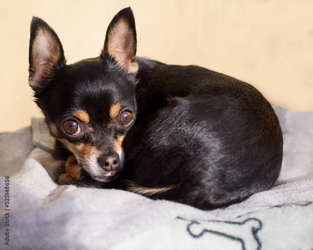 Black short haired chihuahua on cushion 