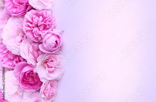 Delicate pink roses on a white background. Festive flower arrangement. Background for a greeting card. © Olirina