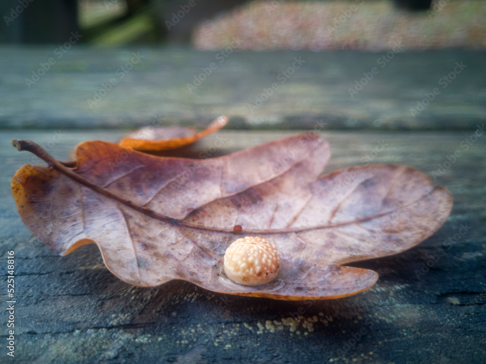 Close-up of an oak leaf, covered in a ball called a gall, lying on wood outdoors on a rainy day Close-up of an oak leaf, covered in a ball called a gall, lying on wood outdoors on a rainy day