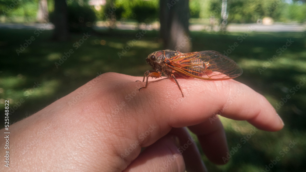 Obraz premium Close-up of a cicada resting on a woman's finger