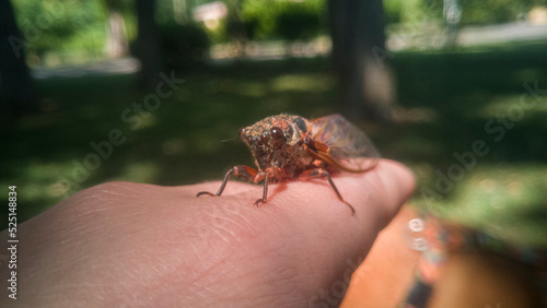 Close-up of a cicada resting on a woman's finger