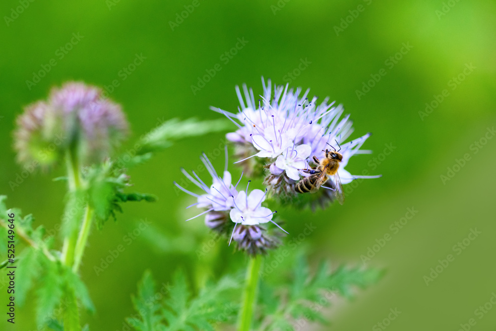 Bee and flower phacelia. Close up of a large striped bee collecting pollen from phacelia on a green background. Phacelia tanacetifolia (lacy). Summer and spring backgrounds Bee and flower phacelia. Close up of a large striped bee collecting pollen from phacelia on a green background. Phacelia tanacetifolia (lacy). Summer and spring backgrounds