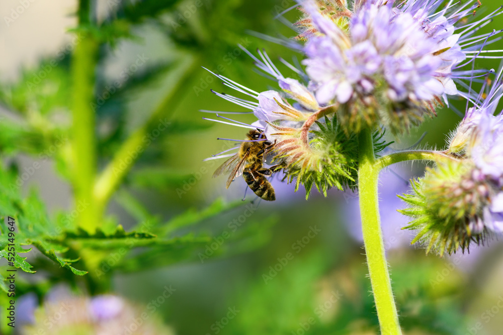 Bee and flower phacelia. Close up of a large striped bee collecting pollen from phacelia on a green background. Phacelia tanacetifolia (lacy). Summer and spring backgrounds Bee and flower phacelia. Close up of a large striped bee collecting pollen from phacelia on a green background. Phacelia tanacetifolia (lacy). Summer and spring backgrounds