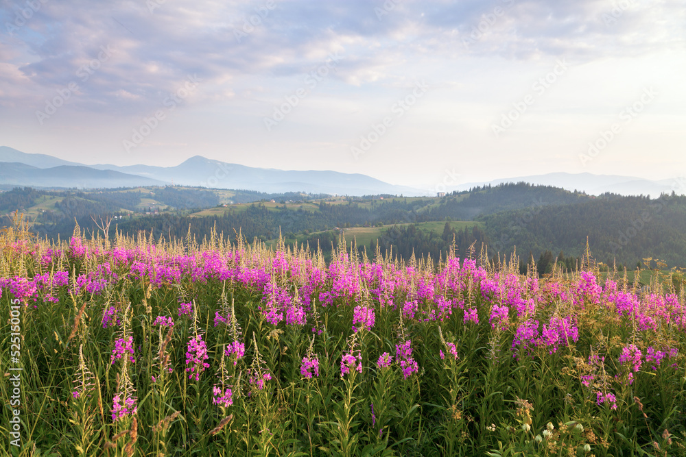 Bright purple flowers chamaenerion in sunlight on the background of mountain ranges. Ukraine, Carpathians. Bright purple flowers chamaenerion in sunlight on the background of mountain ranges. Ukraine, Carpathians.