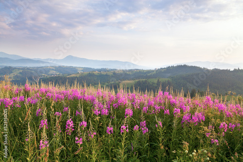 Bright purple flowers chamaenerion in sunlight on the background of mountain ranges. Ukraine, Carpathians.