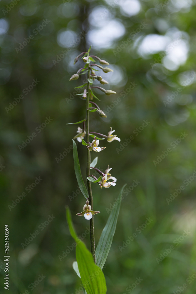 Epipactis palustris (marsh helleborine), a beautiful wild orchid native to Europe; flower macro. Wild orchid (Epipactis palustris) in natural dune habitat Epipactis palustris (marsh helleborine), a beautiful wild orchid native to Europe; flower macro. Wild orchid (Epipactis palustris) in natural dune habitat