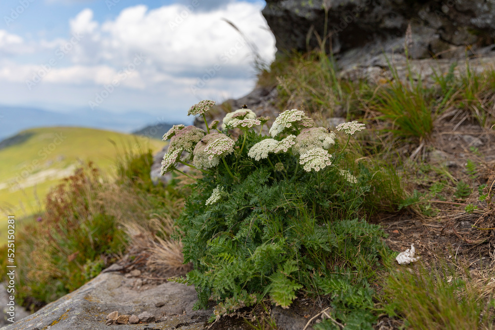 Seseli libanotis white flowering plant in the Ukrainian Carpathians.
Moon carrot (Seseli libanotis). Moon carrot (Seseli libanotis) is a unique high-altitude plant in nature. Seseli libanotis white flowering plant in the Ukrainian Carpathians.
Moon carrot (Seseli libanotis). Moon carrot (Seseli libanotis) is a unique high-altitude plant in nature.