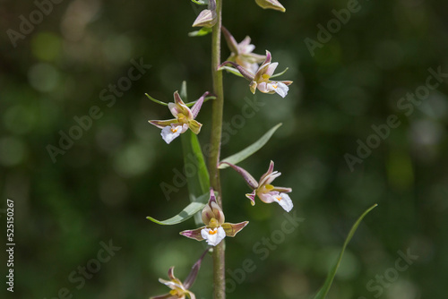 Epipactis palustris (marsh helleborine), a beautiful wild orchid native to Europe; flower macro. Wild orchid (Epipactis palustris) in natural dune habitat photo