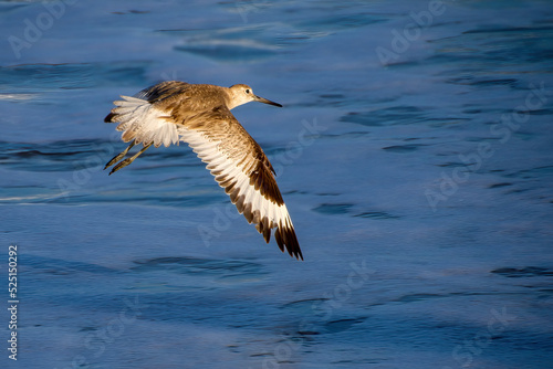 seagull in flight