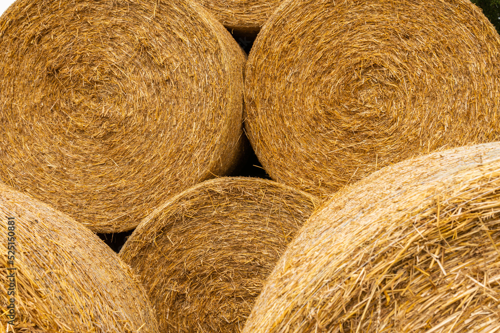 Many haystacks, blocks of hay, bales, stack of hay, rectangular bales on the field Many haystacks, blocks of hay, bales, stack of hay, rectangular bales on the field