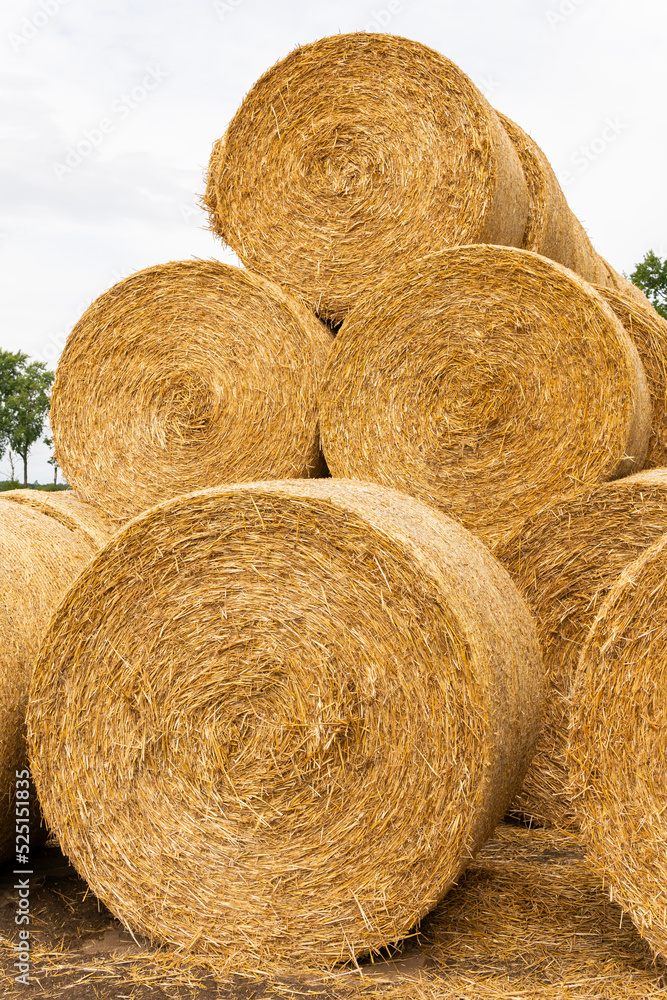 Many haystacks, blocks of hay, bales, stack of hay, rectangular bales on the field Many haystacks, blocks of hay, bales, stack of hay, rectangular bales on the field