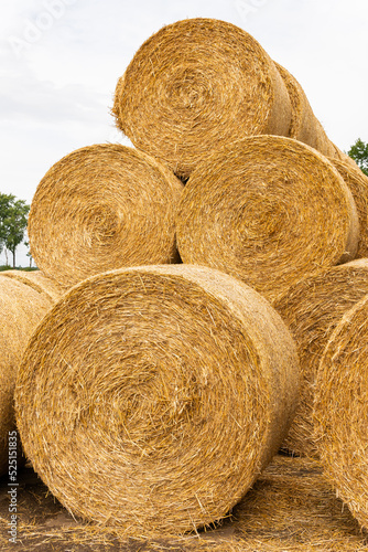 Many haystacks, blocks of hay, bales, stack of hay, rectangular bales on the field