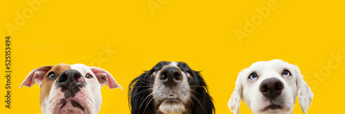 Fotografija Banner summer pets